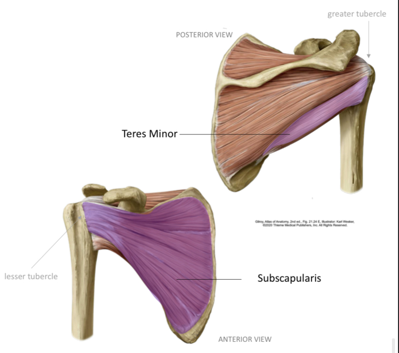 <p>Innervation: <strong>Axillary N</strong></p><p>Function:<strong> laterally rotate arm </strong></p><p></p>