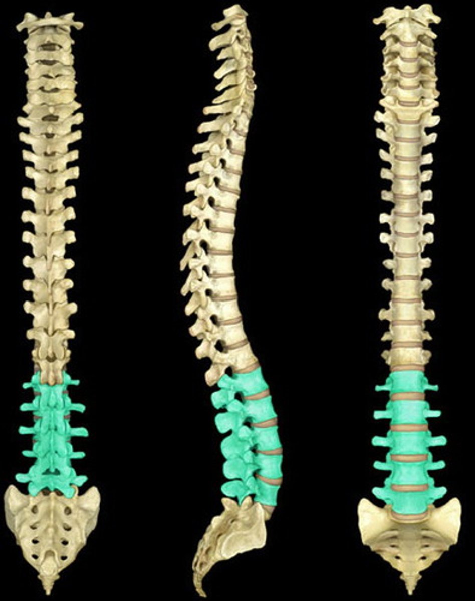 <p>third set of five larger vertebrae, which forms the inward curve of the spine, lack facets and foreamer</p>
