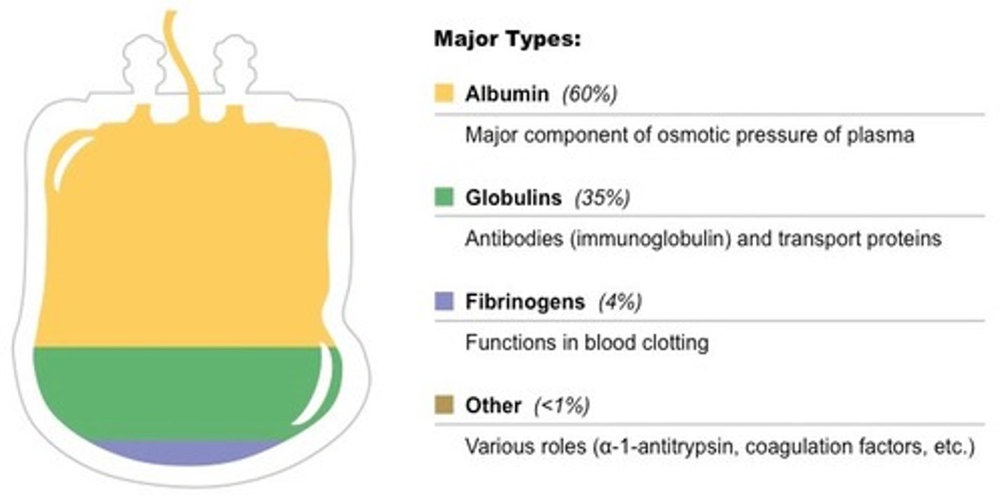 <p>i. albumin: plays a role in maintaining osmotic pressure</p><p>ii. fibrinogen: blood clotting</p><p>iii. other clotting factors </p><p>iv. globulins such as antibodies and transport proteins</p>