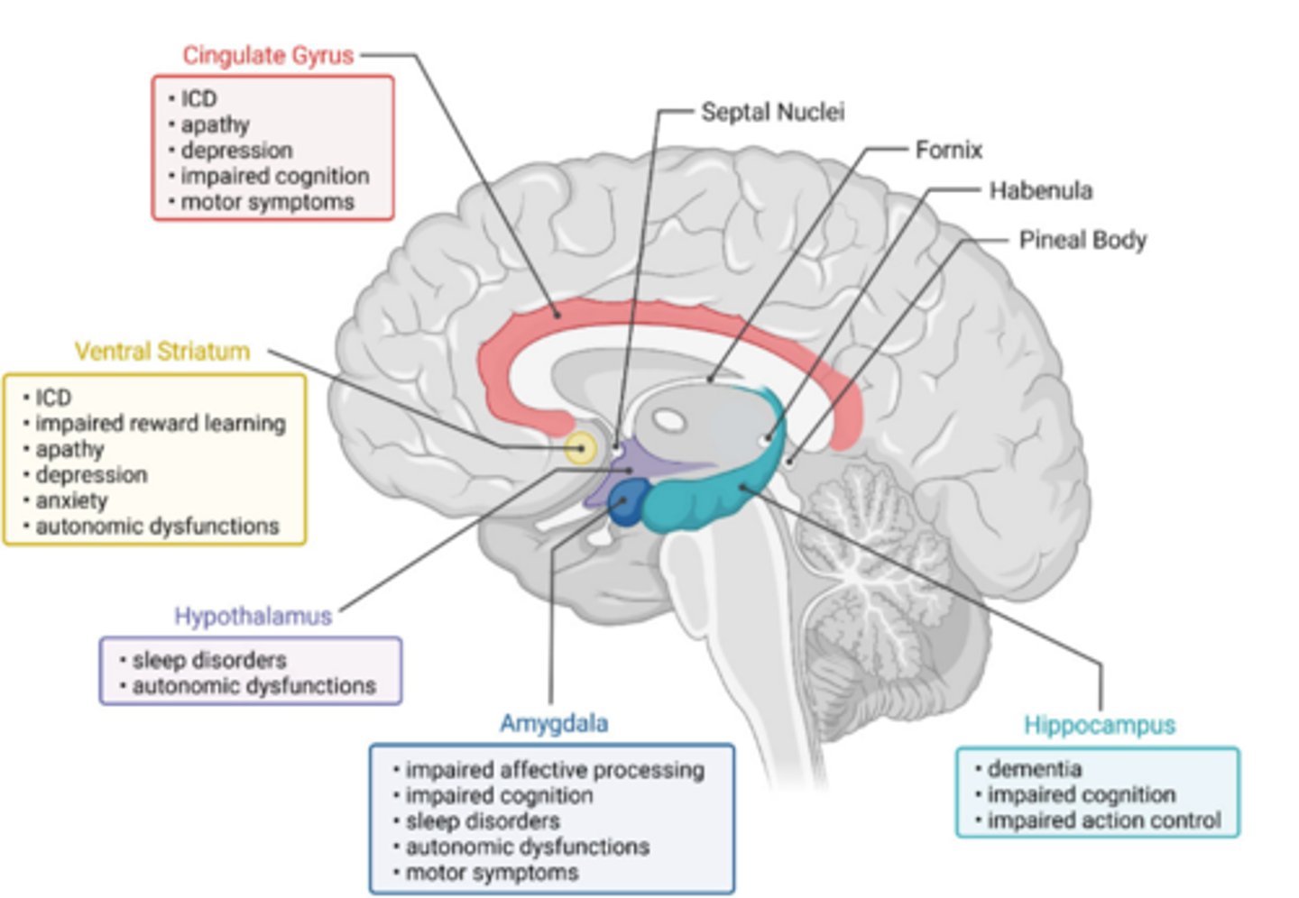 <p>Neural system (including the hippocampus, amygdala, and hypothalamus).</p><p>- "Lizard brain"</p><p>- Emotion, anxiety</p><p>- Long-term memory</p><p>- Motivation</p>