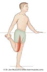 <p>IM Sites: Rectus Femorus</p>