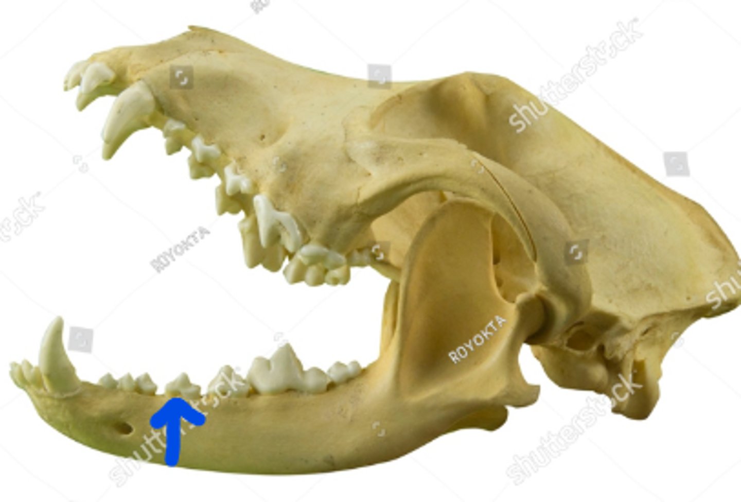 term image