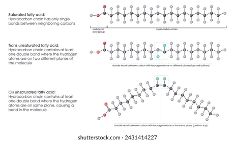<ul><li><p>Max number of hydrogen atoms attached to carbons (all single bonds)</p></li><li><p>Has simple straight hydrocarbon tails</p></li><li><p>Pack tightly and more likely to be solid at room temperature (high melting point)</p></li></ul><p></p>