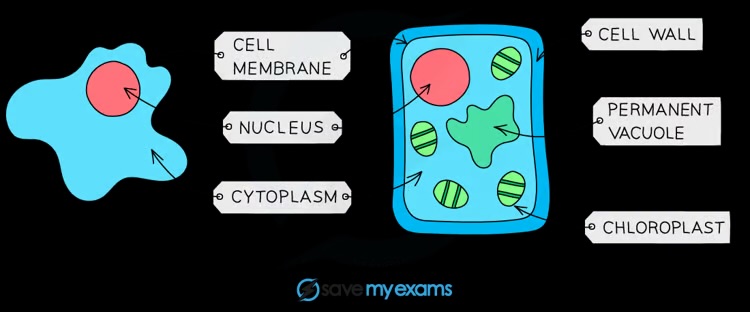 <p>Cell membrane, nucleus, cytoplasm, ribosomes, mitochondria</p>