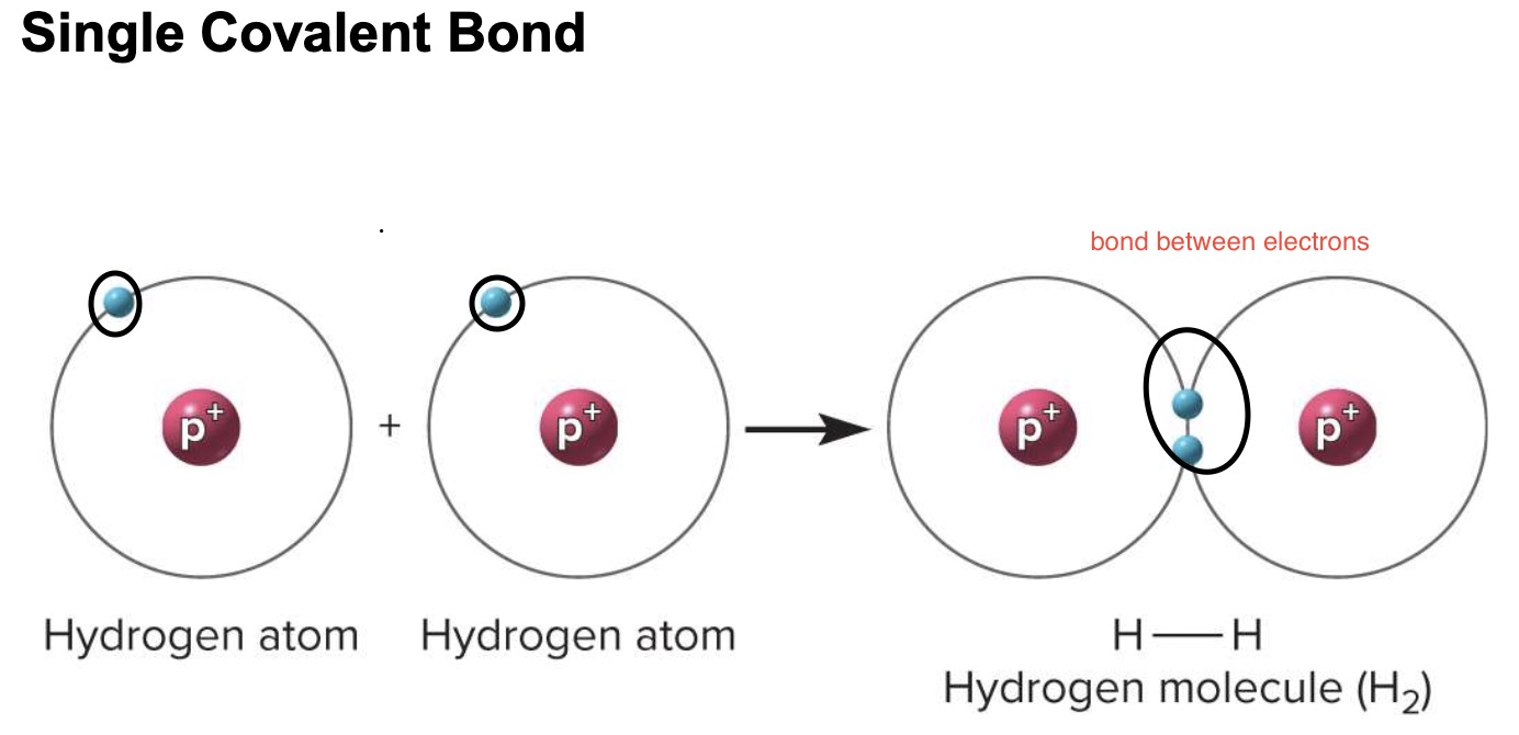 <p>atoms <strong><mark data-color="yellow" style="background-color: yellow; color: inherit;">share one</mark></strong><mark data-color="yellow" style="background-color: yellow; color: inherit;"> or </mark><strong><mark data-color="yellow" style="background-color: yellow; color: inherit;">more pairs of valence electrons</mark></strong></p><p><strong><mark data-color="blue" style="background-color: blue; color: inherit;">*makes it organic</mark></strong></p>