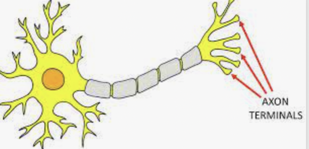 <p>Axon terminals</p>