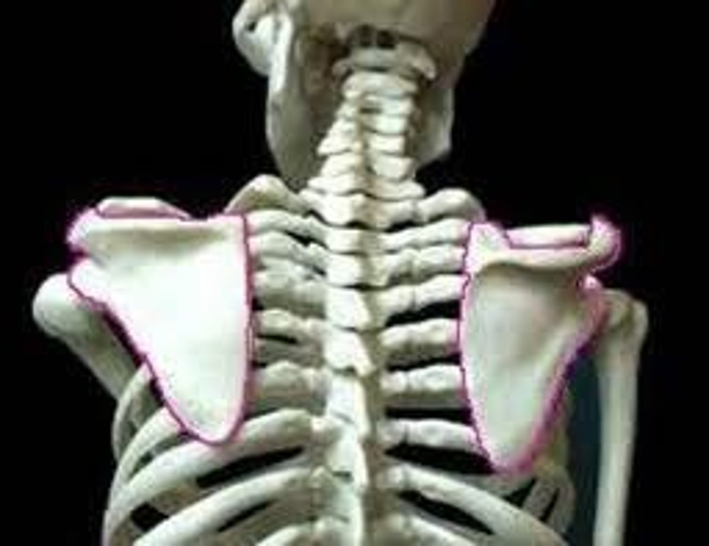 <p>Glenoid cavity if lateral</p><p>Scapular spine is posterior; spine sticks out</p>