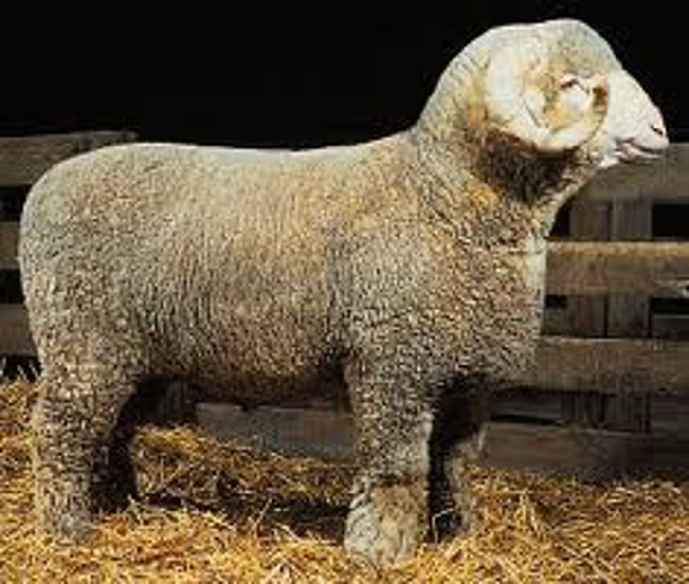 <p>- All white and mostly horned, though some polled lines exist</p><p>- Not heavily muscled, known more for the high quality and volume of their wool</p><p>- Bred in France from Merino lines</p>