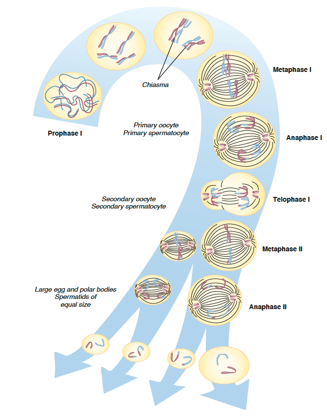 <p>Produce 4 haploid cells from one diploid cell Two cell divisions</p>