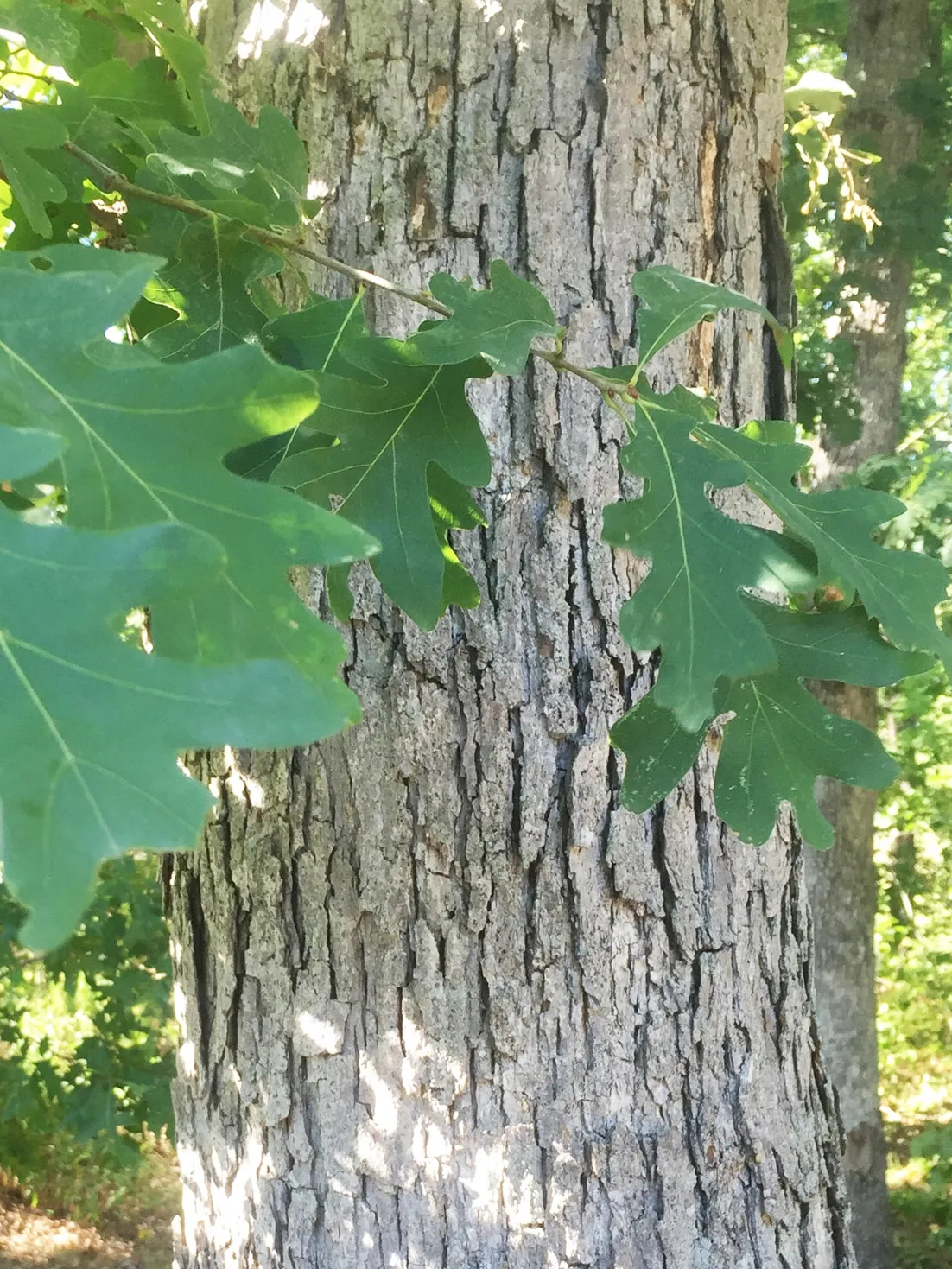 <p>Quercus alba</p>