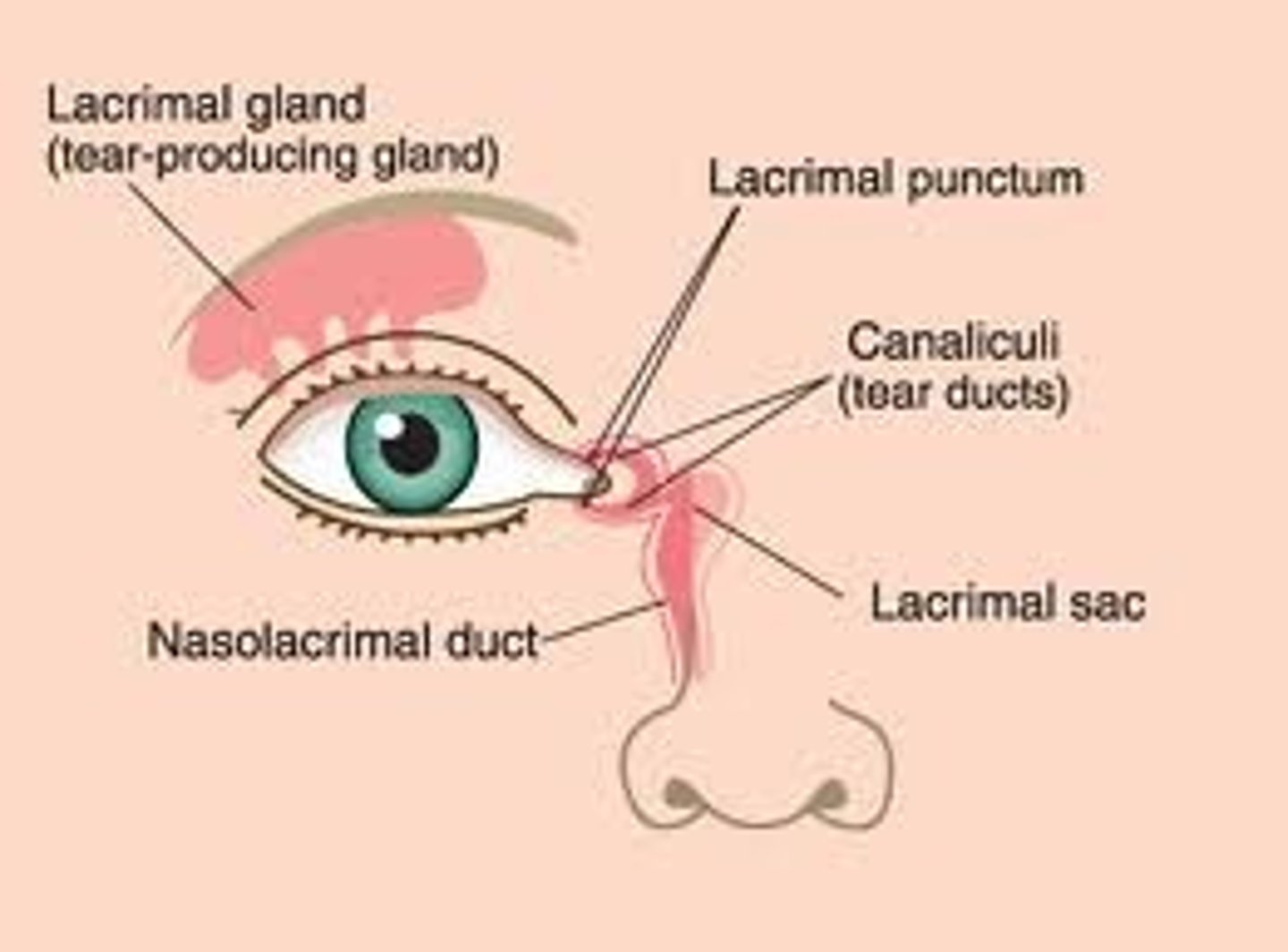 <p>This gland is located on the outer corner of each eye. They produce tears which help moisten the eye when it becomes dry, and flush out particles which irritate the eye.</p>