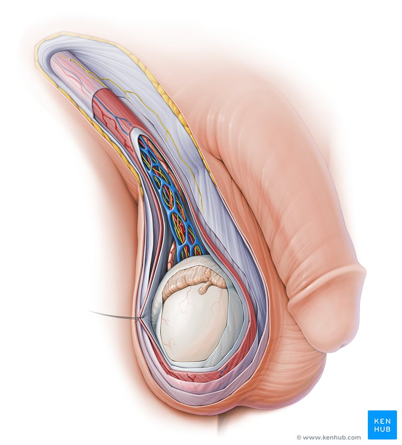 <ul><li><p>bundle of fibrous connective tissue containing the ductus deferens (sperm duct), blood and lymphatic vessels, and </p></li><li><p>must be held at 35 degrees C</p></li></ul><p></p>