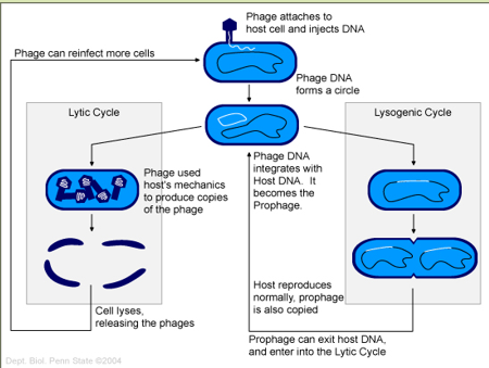 <ul><li><p>Bacterial virus (bacteriophage) transfers DNA from one bacterium to another </p><p></p></li><li><p>2 types of cycles</p><ul><li><p><strong>Lytic </strong></p></li><li><p><strong>Lysogenic</strong></p></li></ul></li></ul><p></p>