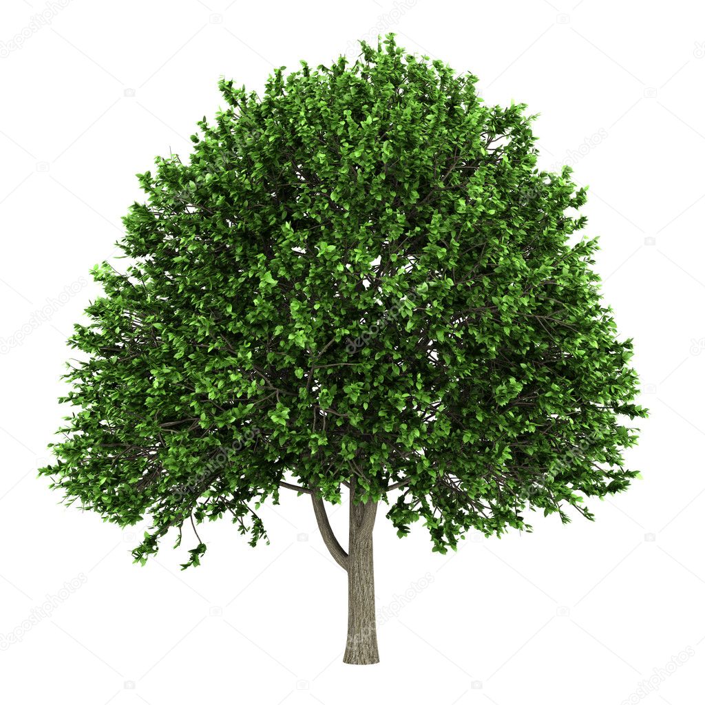 <p><em>Ulmus americana</em></p>