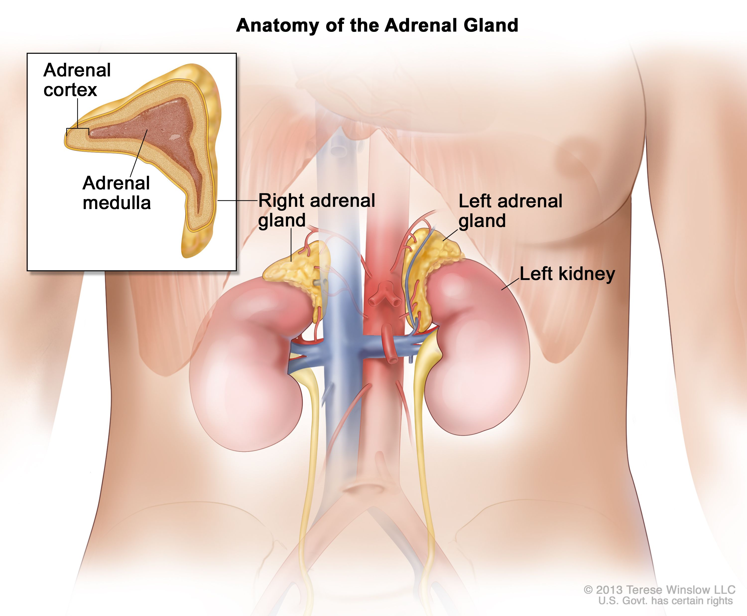 <p>secrete hormones involved in the stress response, such as epinephrine and norepinephrine</p><ul><li><p>part of the endocrine system </p></li></ul><p></p>