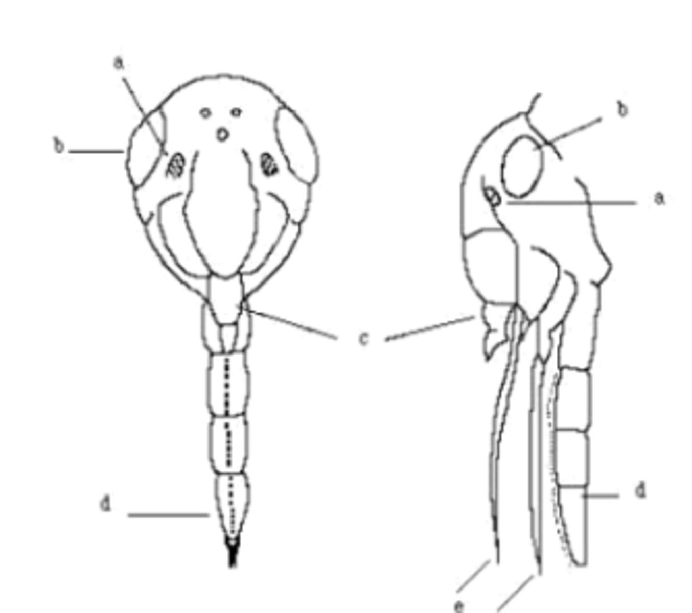 <p>Hemiptera</p>