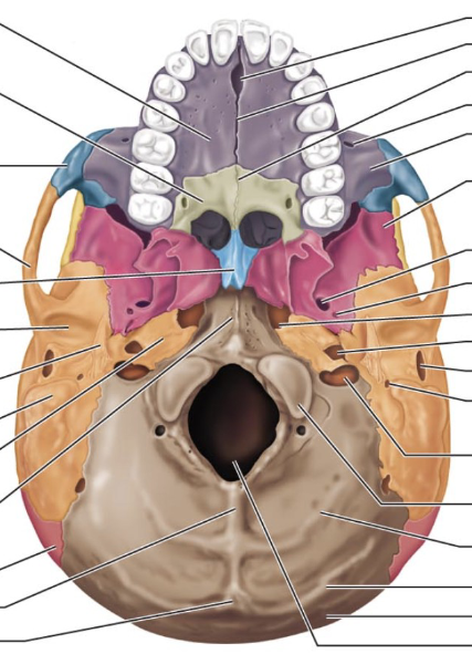 <p>Where is the parietal bone in the picture?</p>