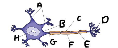 <p>What is structure <strong>H</strong>?</p>