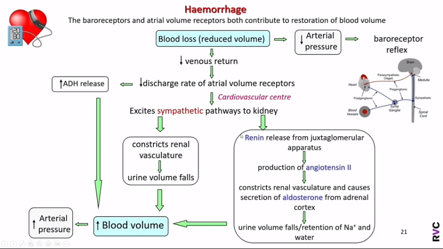 <ul><li><p>Haemorrhage is blood loss, so will reduce blood volume. The system will try to restore blood volume. </p></li><li><p>Firstly, the blood loss will cause a lower arterial pressure, which will stimulate the baroreceptor reflex to:</p><ul><li><p>Switch off the parasympathetic system and switch on the sympathetic system, therefore increasing heart rate and stroke volume - so higher cardiac output.</p></li><li><p>Increase total peripheral resistance. </p></li></ul></li><li><p>Secondly, the blood loss will cause a lower venous return. This decreases the volume in the atria, so the atrial volume receptors will have a reduced discharge rate. This leads to two things:</p><ul><li><p>It excites sympathetic pathways to the kidney.</p><ul><li><p>Firstly, this constricts renal vasculature, causing urine volume to fall and blood volume to increase.</p></li><li><p>The sympathetic drive also stimulates the release of renin and hence the production of angiotensin II, which constricts renal vasculature and also causes aldosterone to be secreted. These things also cause blood volume to increase.</p></li></ul></li><li><p>It stimulates the release of ADH, increasing blood volume and therefore arterial pressure. </p></li></ul><p></p></li></ul>