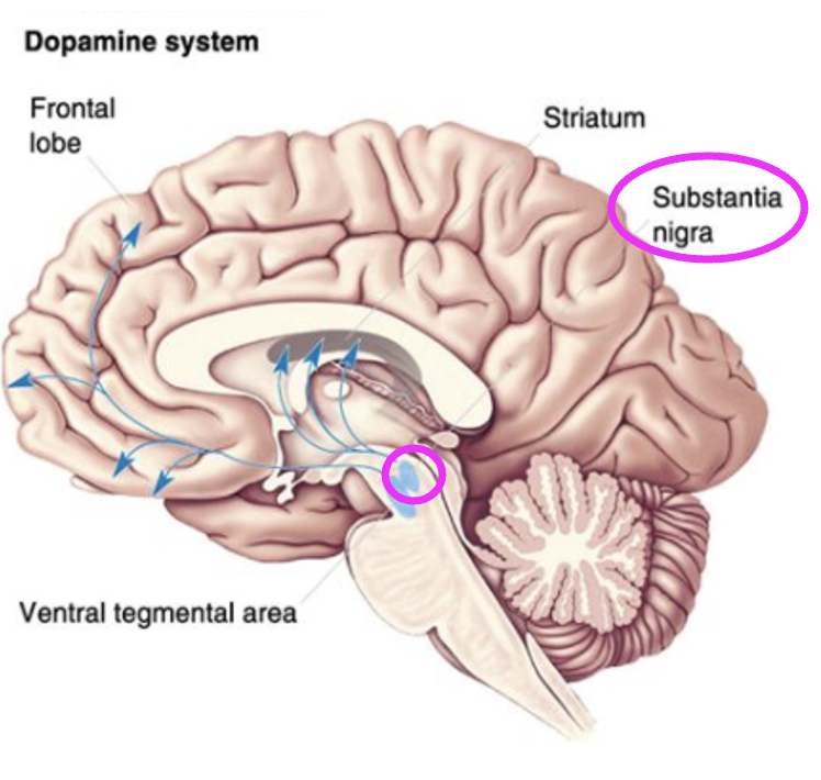 <p>Dopaminergic neurons. Parkinson’s disease. </p>