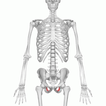 <p>Key Features: Big hole for nerves/blood</p><p>Memory Trick: O = hole</p>