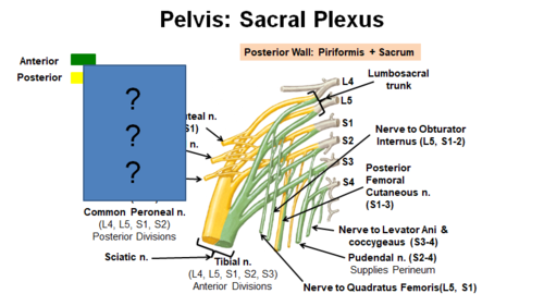 l4-s2. gluteal muscles