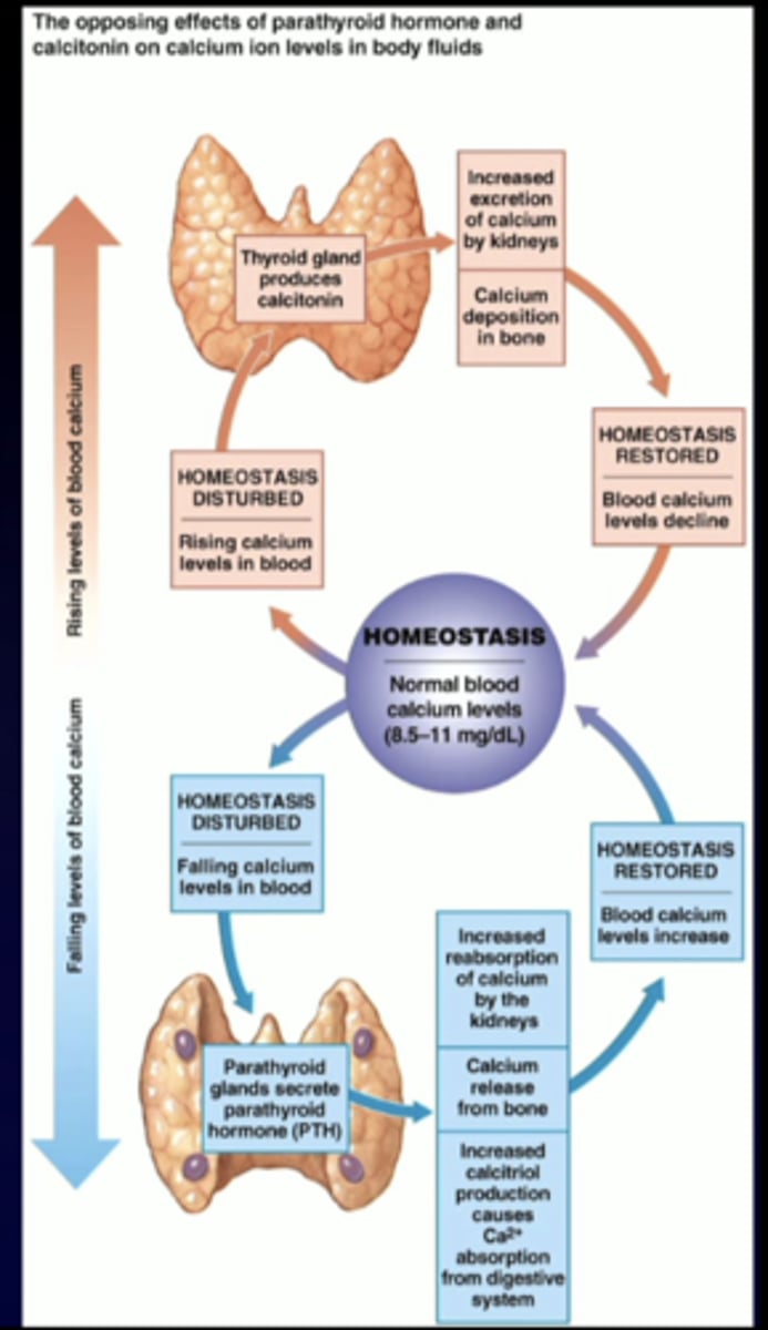 <p>effector sites for ca2+ homeostasis: </p><p>absorption </p>