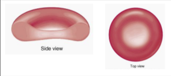 <p>red blood cells - function </p>