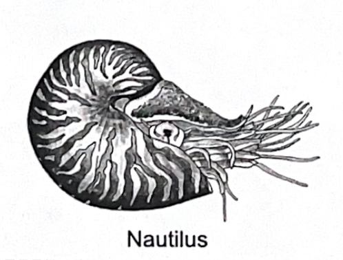 <p>nautilus SP</p>