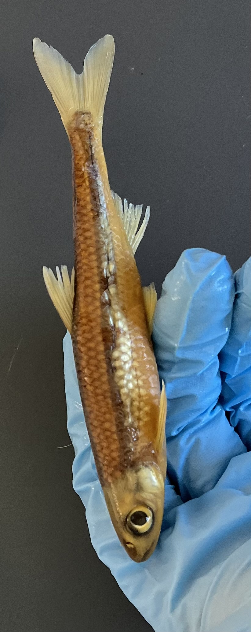 <p>Silvery lateral line with a tiny dip</p><p>Frowning mouth</p><p>Dark line along dorsal</p>