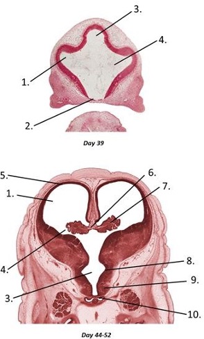 <p><span>Transverse sections of the telencephalon and diencephalon of a human embryo of 39 days and between 49 and 52 days old, respectively</span></p>