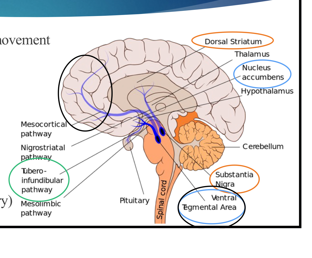 <ol><li><p>nigrostriatal </p></li><li><p>mesolimbic </p></li><li><p>Mesocortical</p></li><li><p>tuberinfundibular </p></li></ol><p></p>