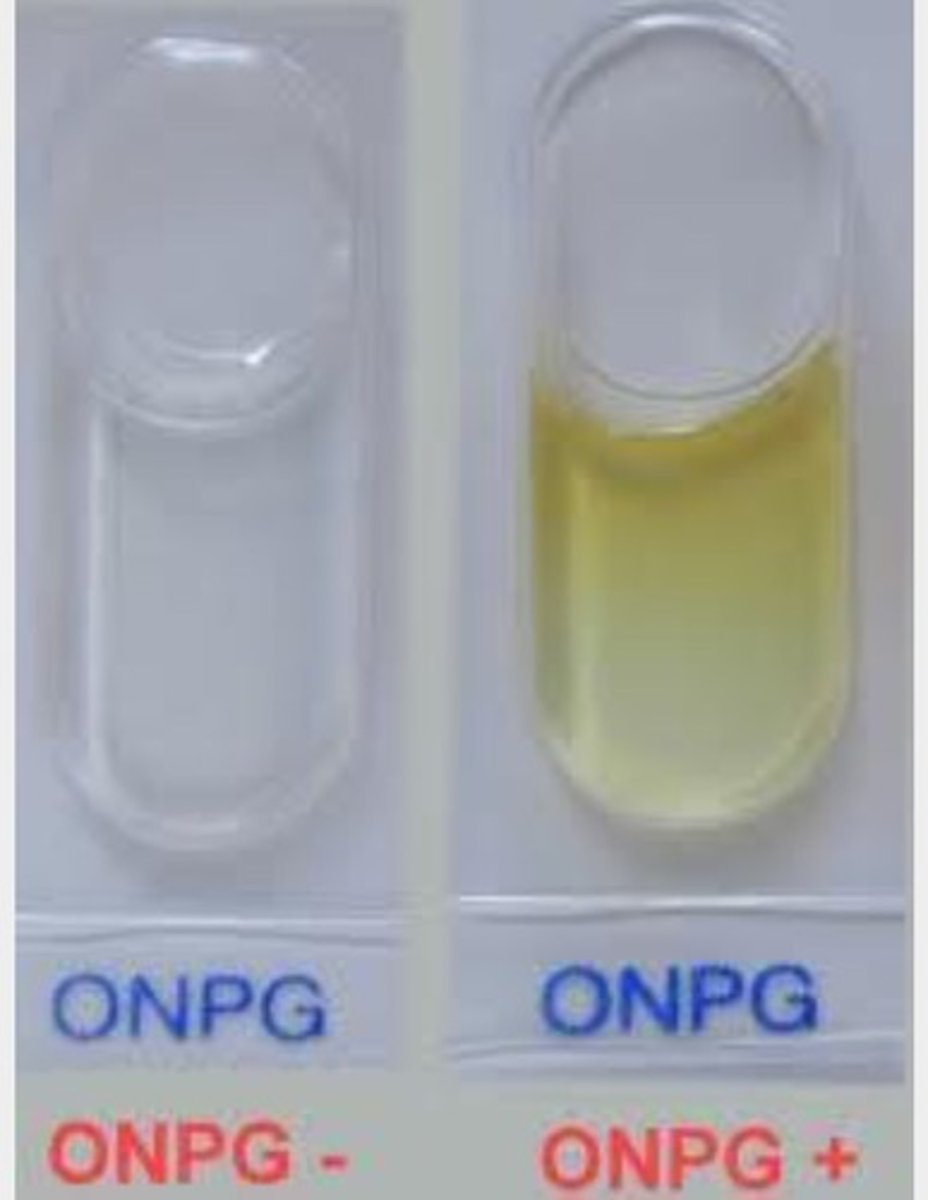 <p>beta galactosidase activity and is most useful in distinguishing late lactose fermenters from nonfermenters.</p>