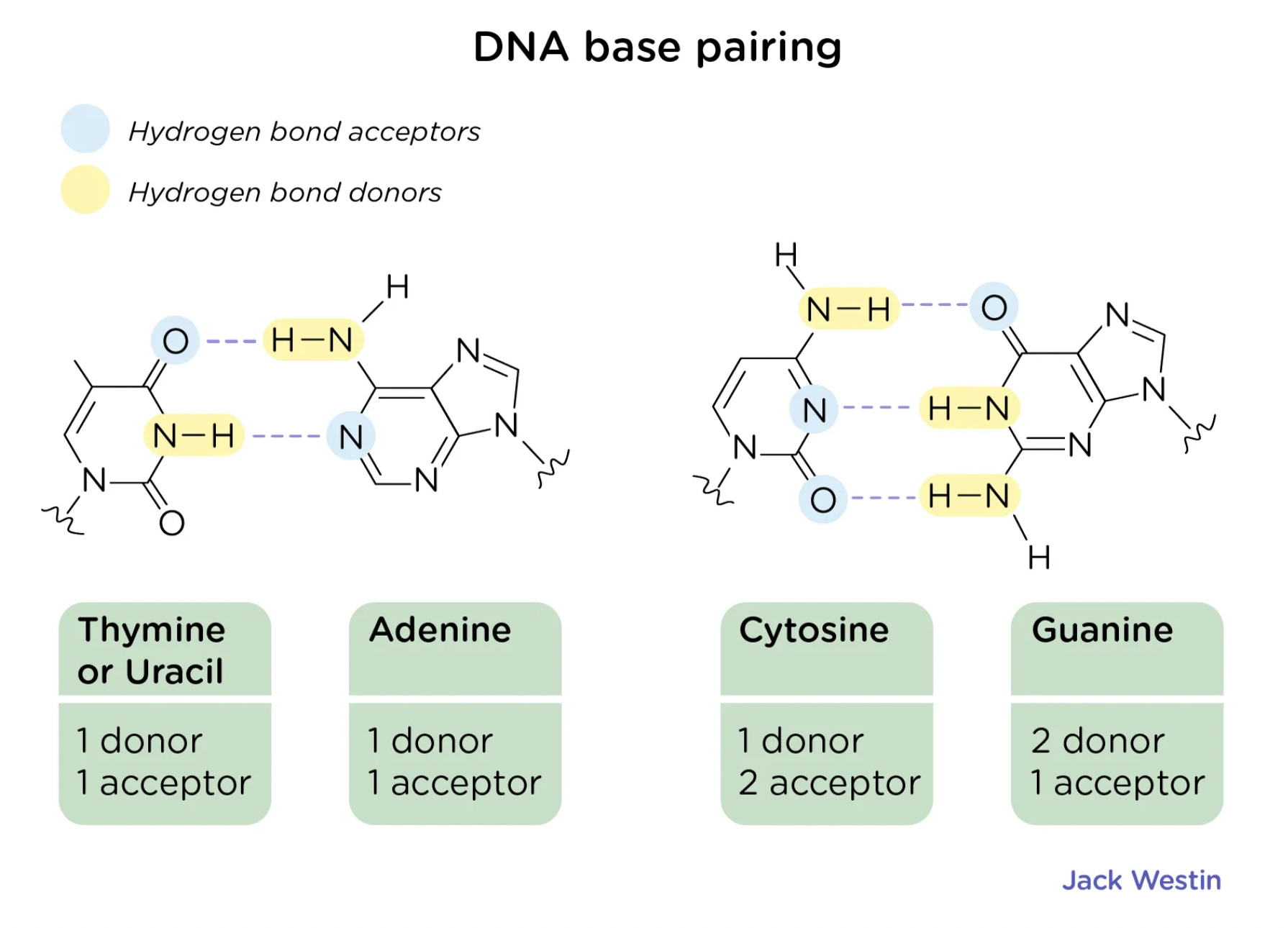 <p>Adenine and Thymine (or uracil) form two hydrogen bonds, while Cytosine and Guanine form three hydrogen bonds.&nbsp;</p>