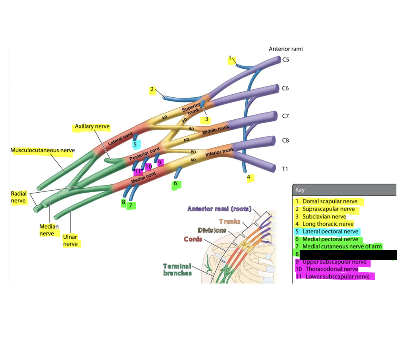 knowt flashcard image