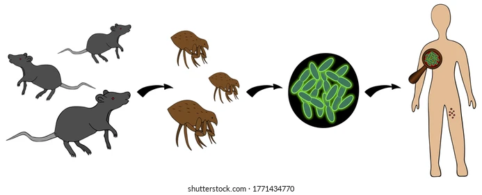 <p>C. Bubonic plague is vector-borne, pneumonic plague is airborne.</p><div data-type="horizontalRule"><hr></div><p><strong>Bubonic plague</strong> is spread by <strong>flea bites</strong> and presents with <strong>painful swollen lymph nodes (buboes)</strong>. <strong>Pneumonic plague</strong> is more severe and spreads via <strong>aerosolized droplets</strong>, allowing <strong>human-to-human transmission</strong>.</p>