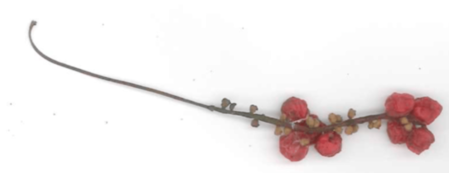 <p>red fruits, magnolia-esque bristles on leaves, elliptic leaf, sharp buds</p>