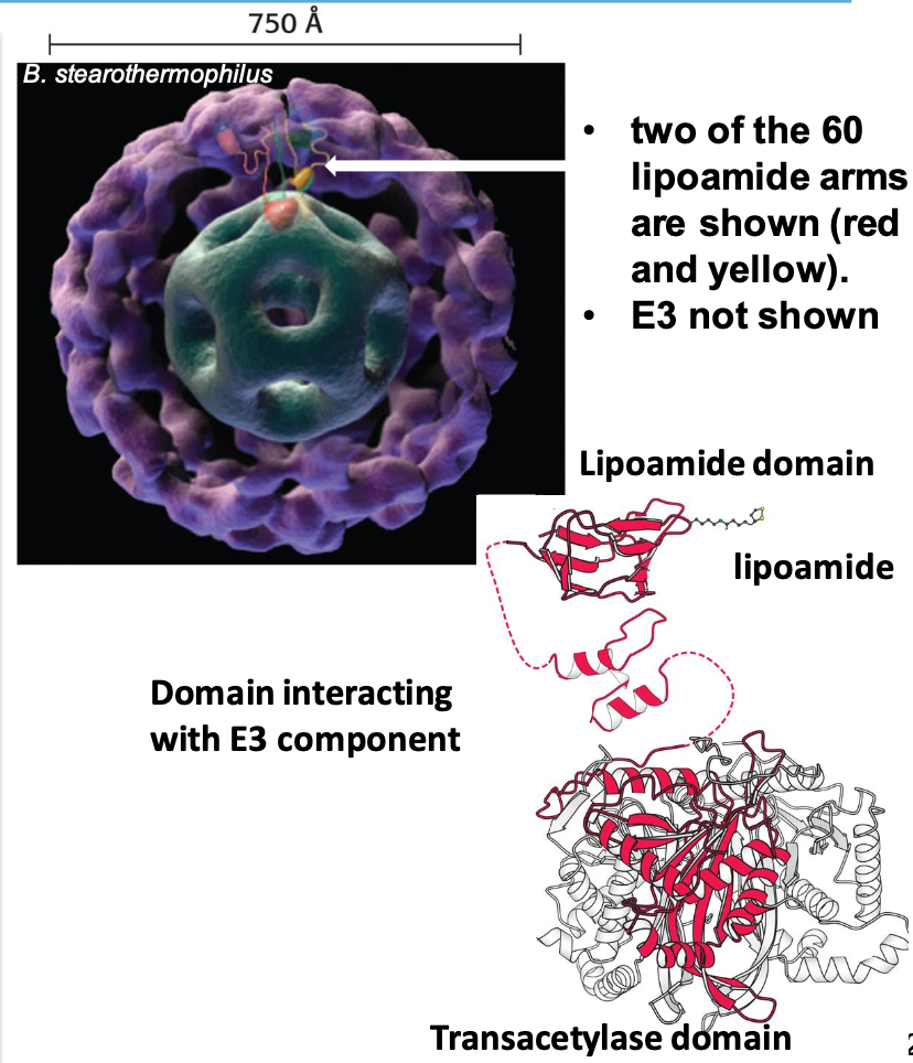 <p>Composed of 20 trimers forming a hollow cube. Core of PDH complex is E₂ (surrounded by ∼45 copies of E₁, ∼10 copies of E₃) Each subunit of the trimer has 3 domains:</p><p>✦ lipoamide domain (bound flexible lipoamide arm attached to Lys)</p><p>✦ small domain interacting w/ E₃ (dihydrolipoyl dehydrogenase)</p><p>✦ transacetylase domain (w/ 3 domains)</p>