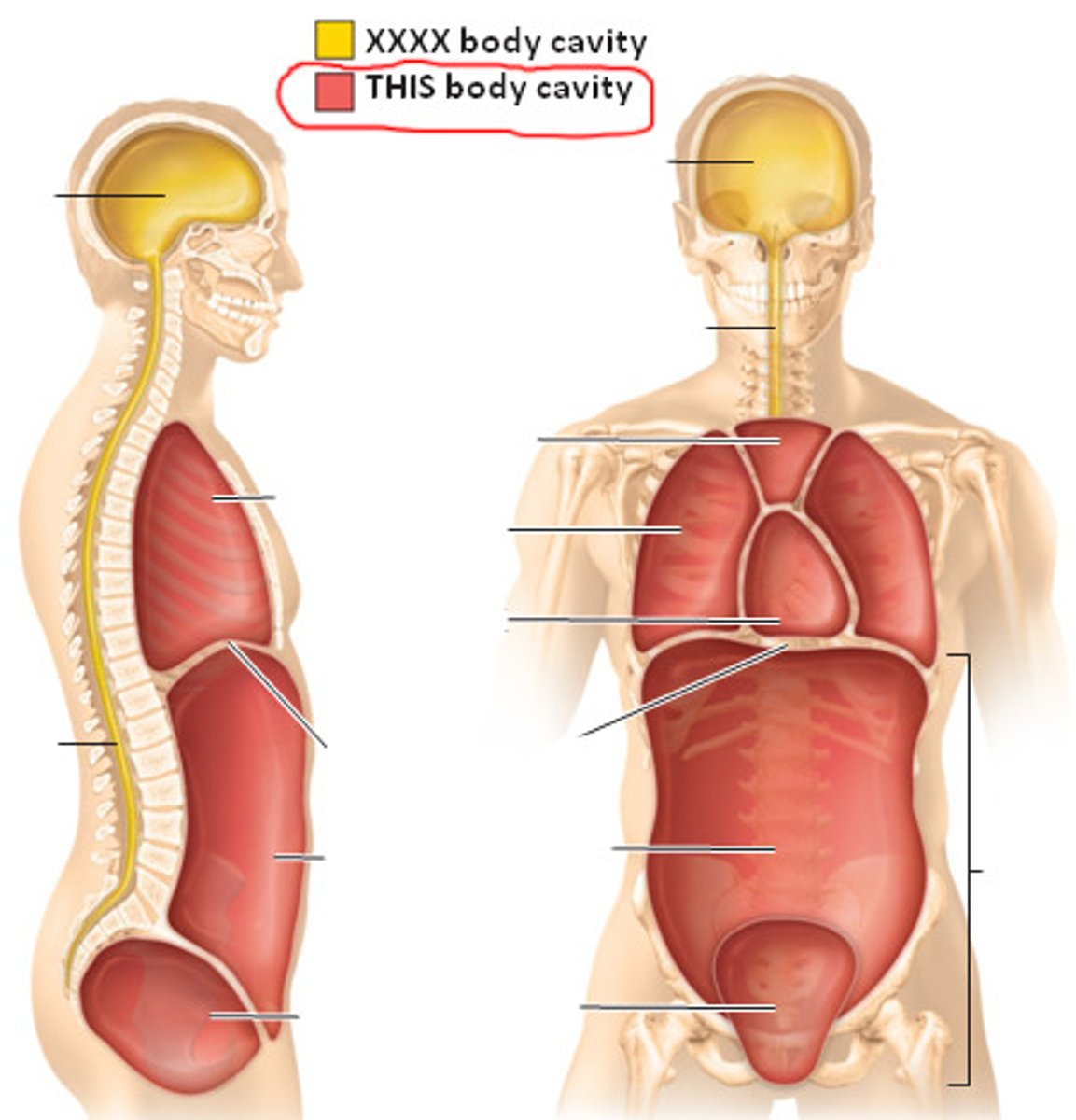 <p>The blanket term for the cavity containing both the thoracic and abdominopelvic cavities</p>