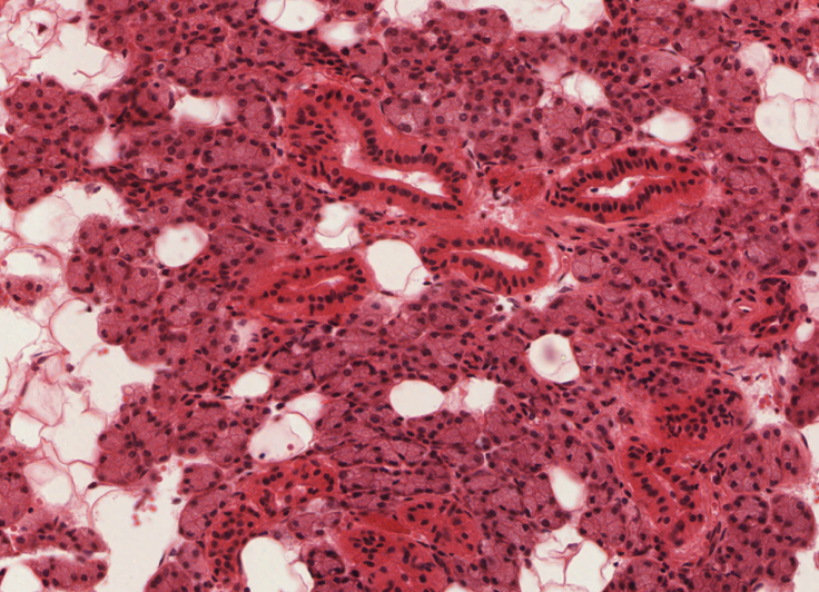 <p><span>Identify the salivary gland that contains the highest proportion of serous acini</span></p>