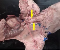 <p>What is the arrow pointing to? What’s it function? </p>