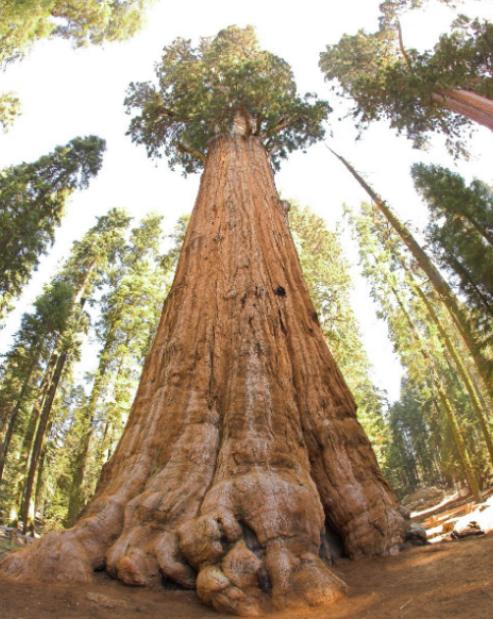 <p>Cupressaceae</p>