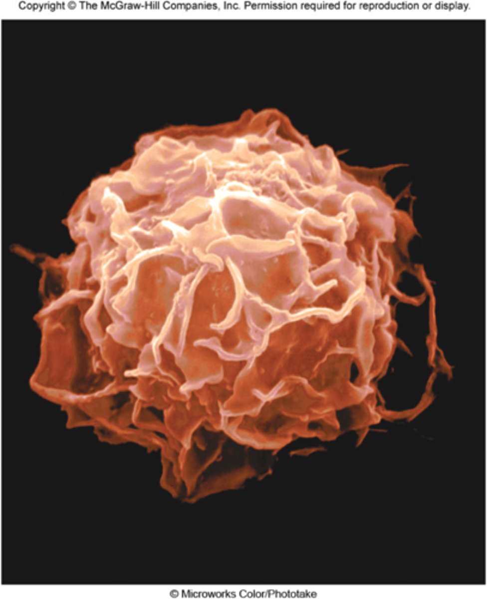 <p>large, fixed, and are located near blood vessels where they release heparin (anticoagulant) and histamine (promotes inflammation).</p>