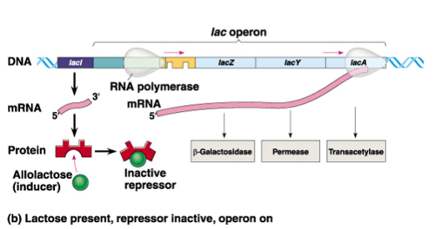 <p>(A) Thiogalactoside transacetylase</p><p>The lac A gene codes for thiogalactoside transacetylase. Its function isn't worth memorizing.</p>