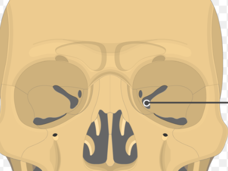 <p>What is the name of this bone in the skull the pointer?</p>