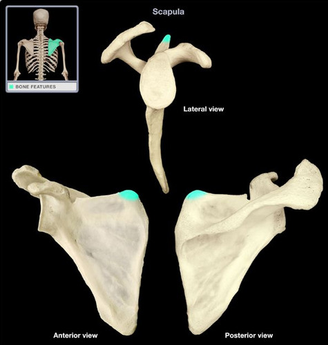 <p>scapula</p>