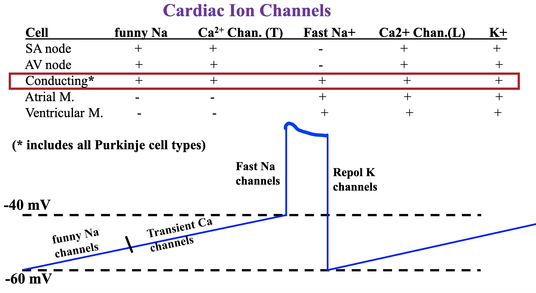 conducting cell is oscillating, it is a latent pacemaker

\
threshold is -40 mv

\
Funny Na+ channels kick of depolarization to -50 mv from -60 mv

\
Transient Ca2+ channels get cell to threshold of -40 mV

\
Fast Na+ channels give rise to upstroke

\
long plateau caused by L-type Ca2+ channels

\
Repolarization caused by opening of K+ channels