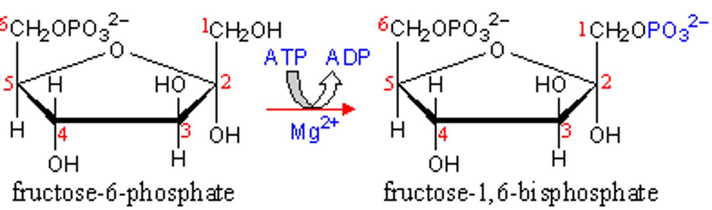 <p>Enzymes that remove phosphate groups from proteins.</p>
