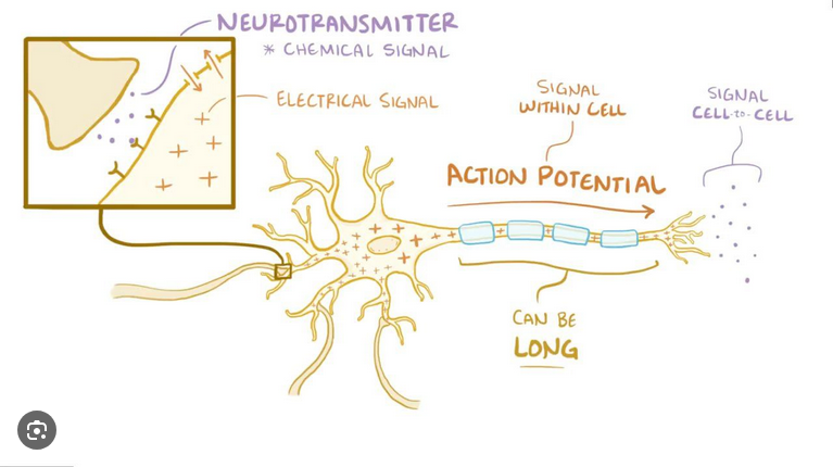 <p>A brief electrical charge that <strong>travels down the axon</strong>, allowing the neuron to send a signal.</p>