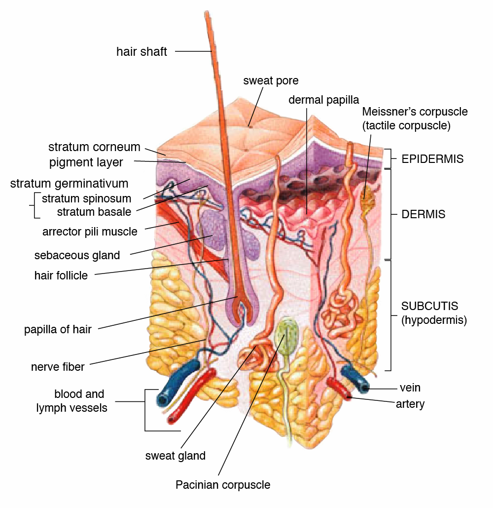 <ul><li><p>Areolar connective tissue </p></li><li><p>Dermal papillae connect to the epidermis </p></li><li><p>Meissner corpuscles for the sensation of touch </p></li><li><p>Free nerve ending (very sensitive)</p></li></ul><p></p>
